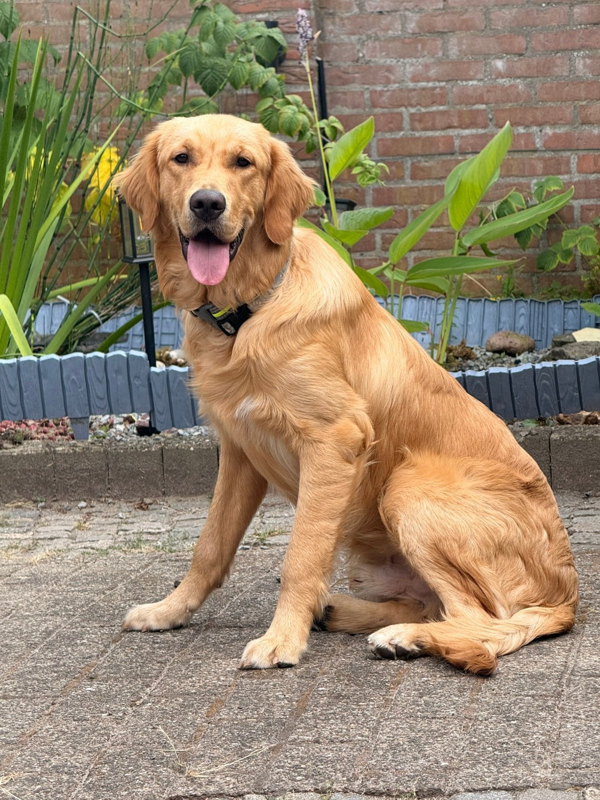 Golden Retriever | Male | 7 months | Fully Vaccinated, Dieren en Toebehoren, Honden | Herdershonden en Veedrijvers, 15 weken tot 1 jaar