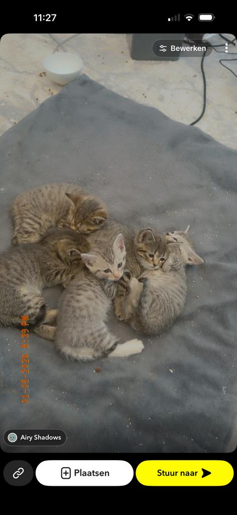 Kittens britse korthaar