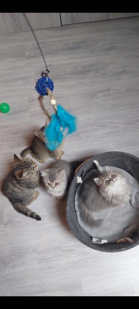 Prachtige Britse Korthaar kittens te koop, Meerdere dieren