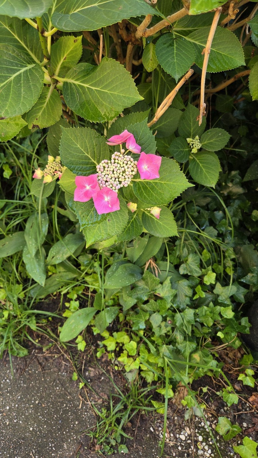 Hortensia's te koop, Tuin en Terras, Ophalen, Hortensia, Struik, 100 tot 250 cm