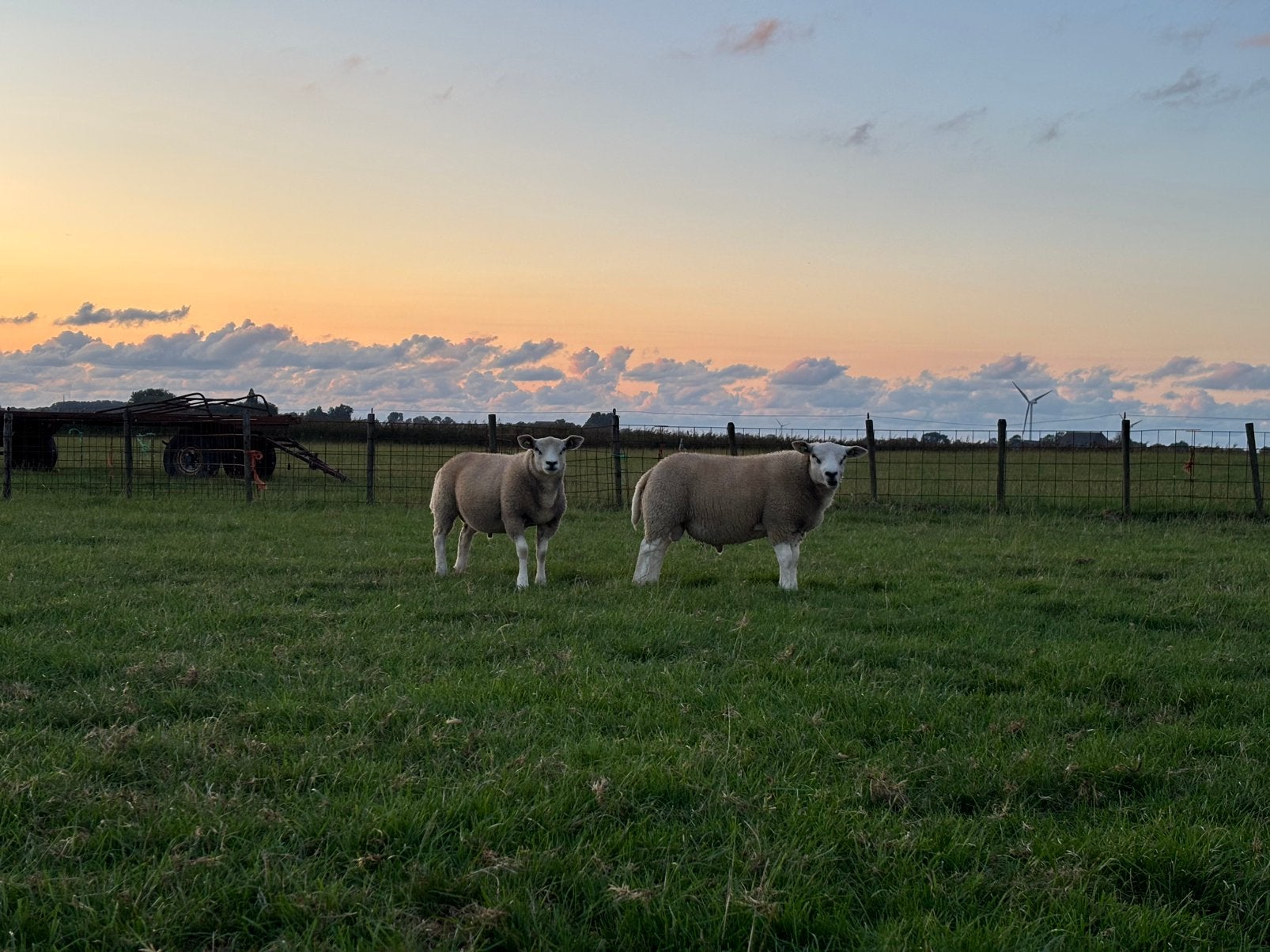 Beste dekrammen Swifters en Swif/Tex, zwoegervrij en ARR/ARR, Dieren en Toebehoren, Mannelijk, Schaap
