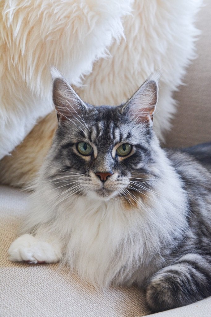 Maine coon poes 2019, Dieren en Toebehoren, Poes, Met stamboom, 6 jaar of ouder