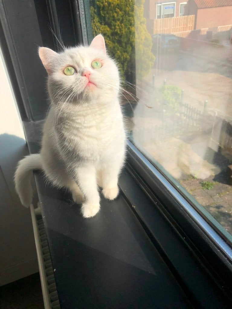 Raszuivere Britse Korthaar Wit Poesje!, Dieren en Toebehoren, Katten en Kittens | Raskatten | Korthaar, Poes, Ontwormd, 6 jaar of ouder