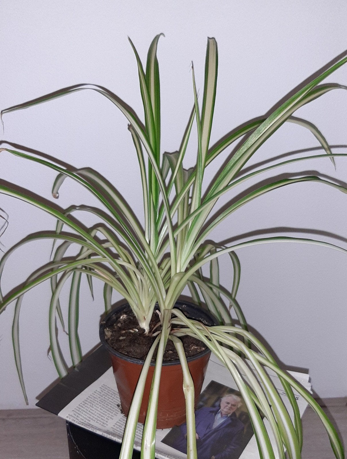 PLANT kamerplant, Huis en Inrichting, Groene kamerplant, Ophalen, Minder dan 100 cm
