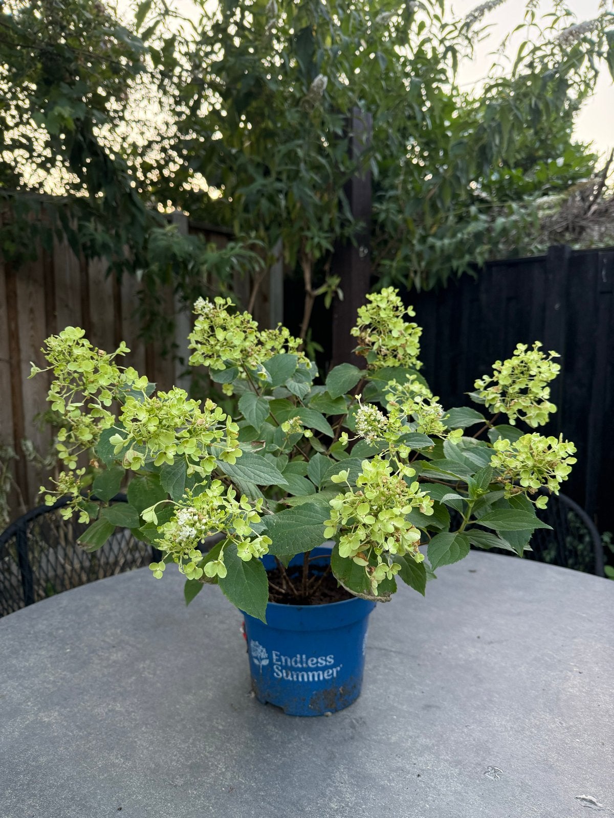 Mooie Hydrangea & 2x Pioenroos in pot, Tuin en Terras, Planten | Tuinplanten, Vaste plant, Halfschaduw, Zomer, Ophalen