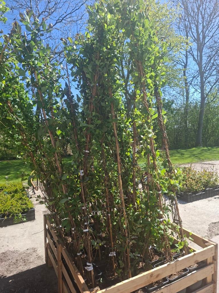 Wilde kamperfoelie klimplant lonicera periclymenum, Ophalen, Minder dan 100 cm, Overige soorten, Lente