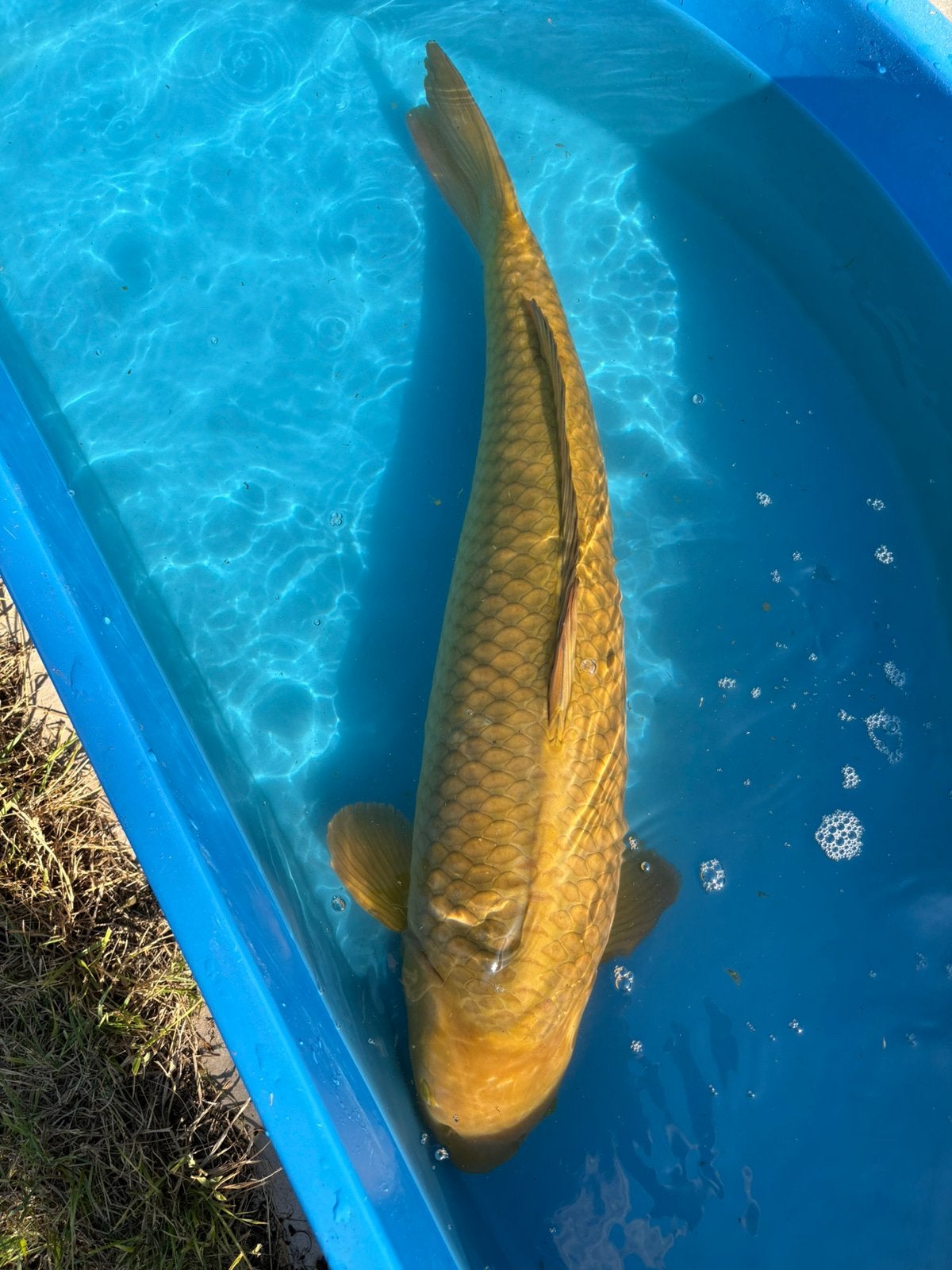 Chagoi hirasawa 73cm, Karper of Koi