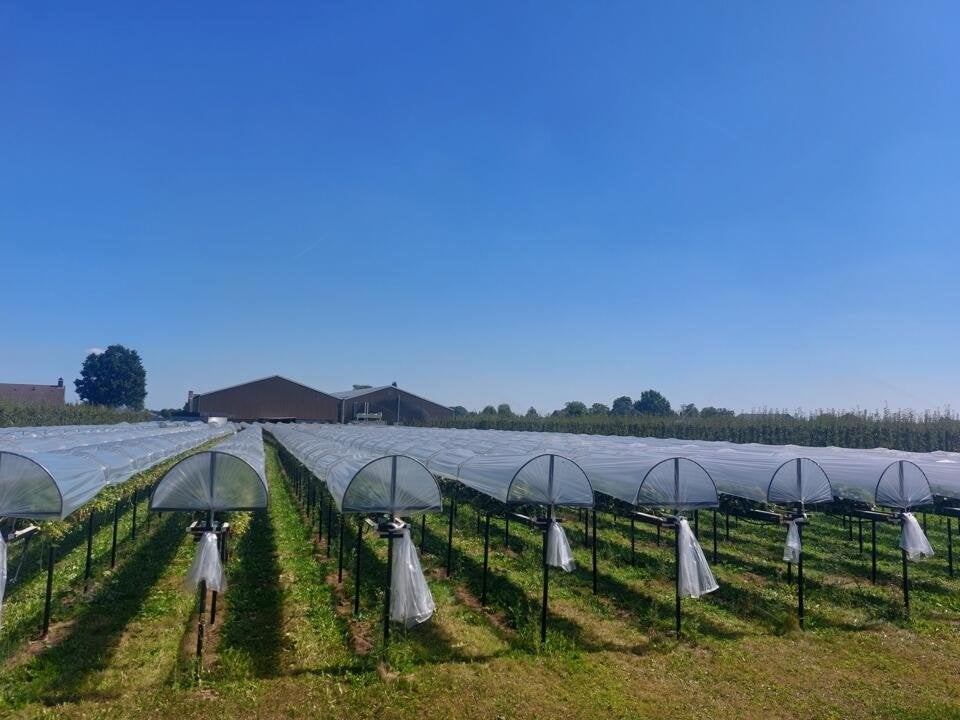Aardbei stelling teelt, Zakelijke goederen, Ophalen, Tot 1 ha, Tuinbouwbedrijf