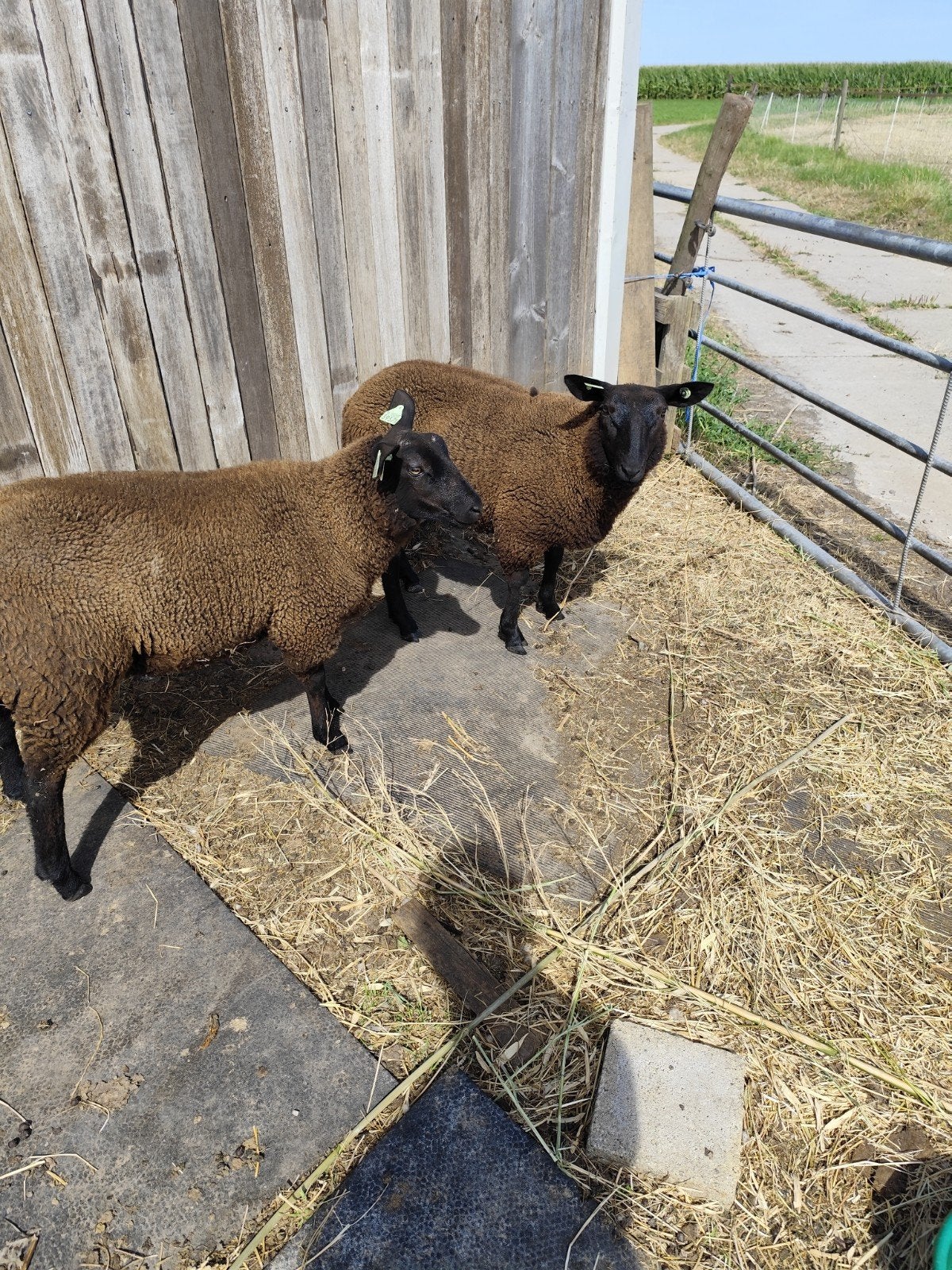 schapen, Dieren en Toebehoren, Meerdere dieren, Schaap