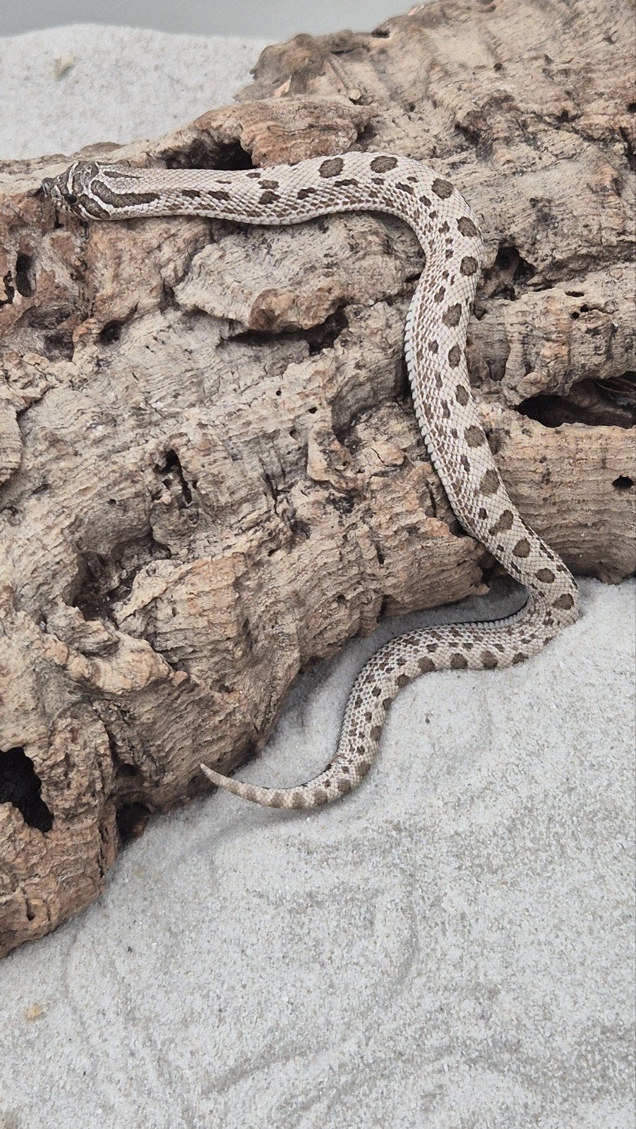 haakneuslang het toffee Hognose Snake photo 3