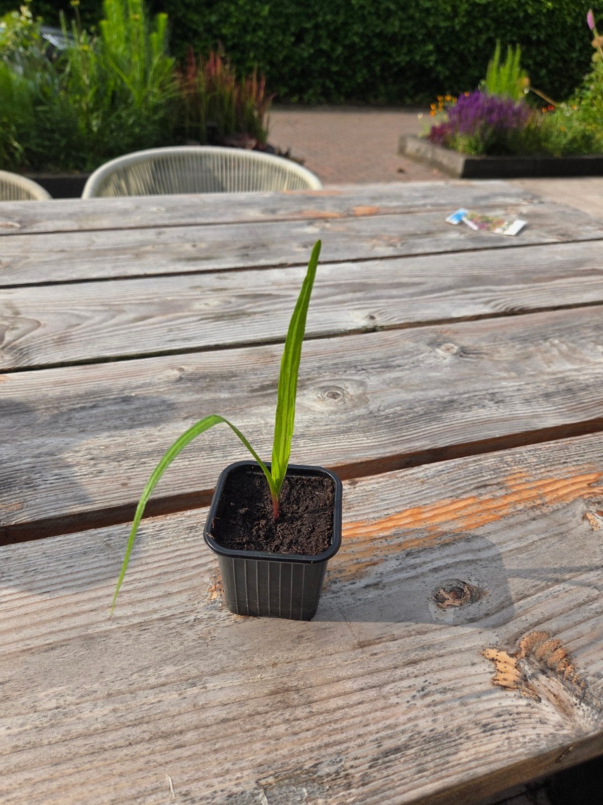 Liatris (Paars) - Jonge plant, Tuin en Terras, Planten | Tuinplanten, Volle zon, Vaste plant, Zomer, Ophalen