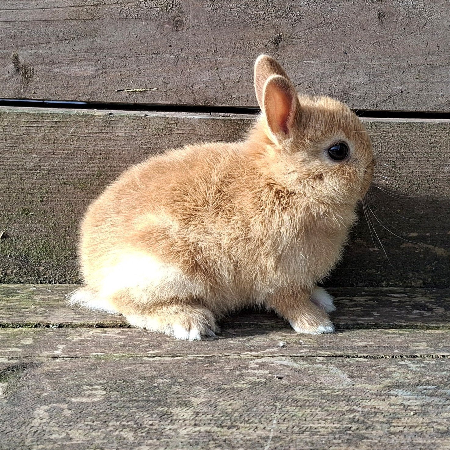 Kleurdwerg rammetje, Dieren en Toebehoren, Mannelijk, Dwerg, 0 tot 2 jaar