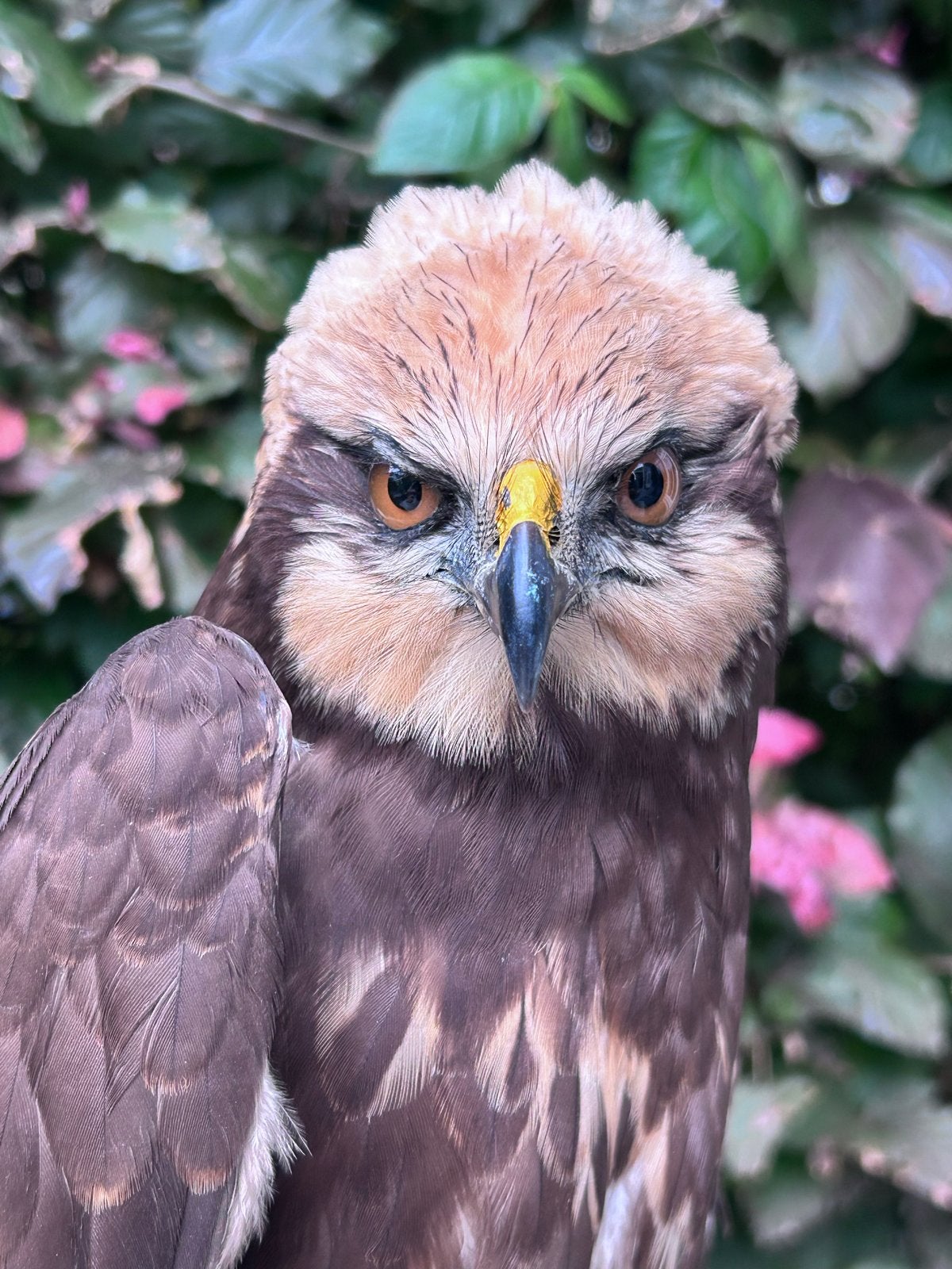 Bruine kiekendief in glazen stolp, Ophalen, Zo goed als nieuw, Vogel, Opgezet dier