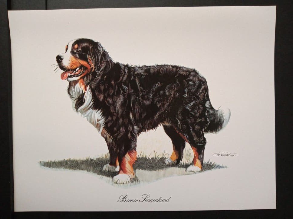 Berner Sennenhund - kunstprent - levensecht - Ch Jacot teknr, 1980 tot heden, Ophalen of Verzenden, Zo goed als nieuw, Dier