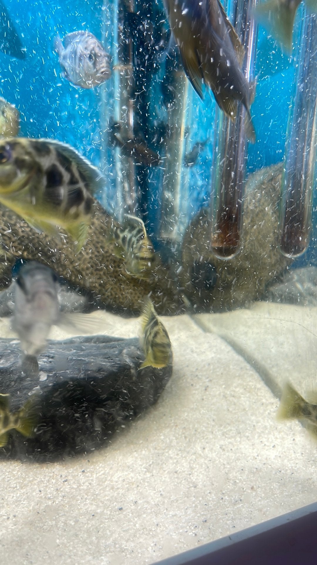 Venustus cichlide 5 euro, Vis