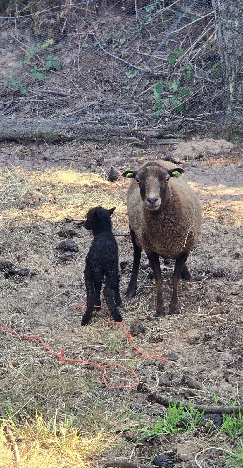 Ouessant Ooi en lam, Dieren en Toebehoren, Vrouwelijk, Schaap