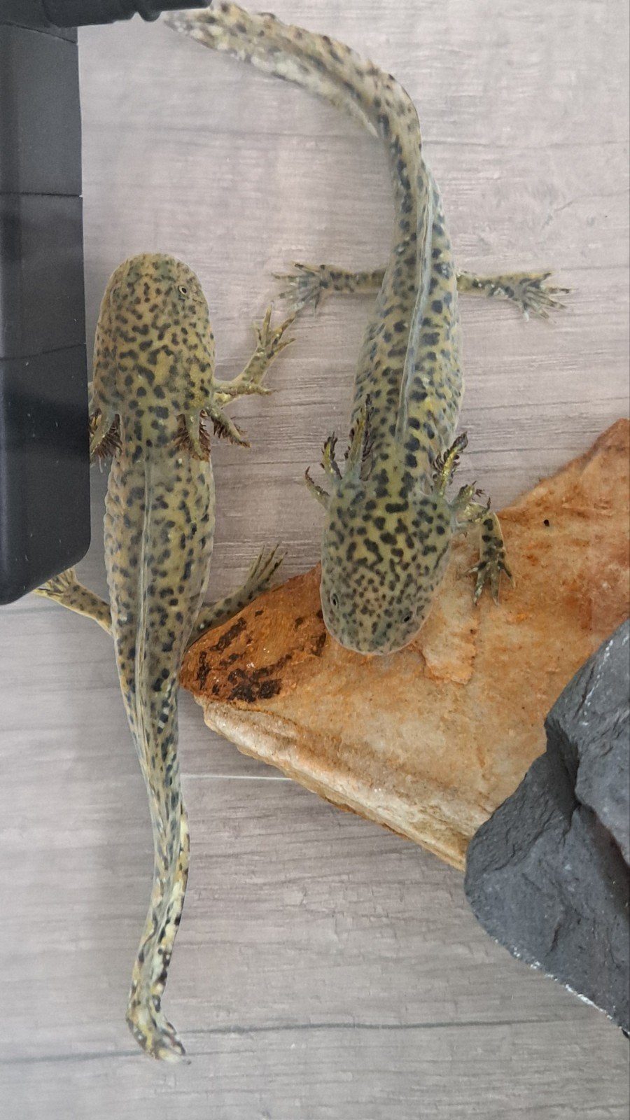 Axolotl's, Overige soorten
