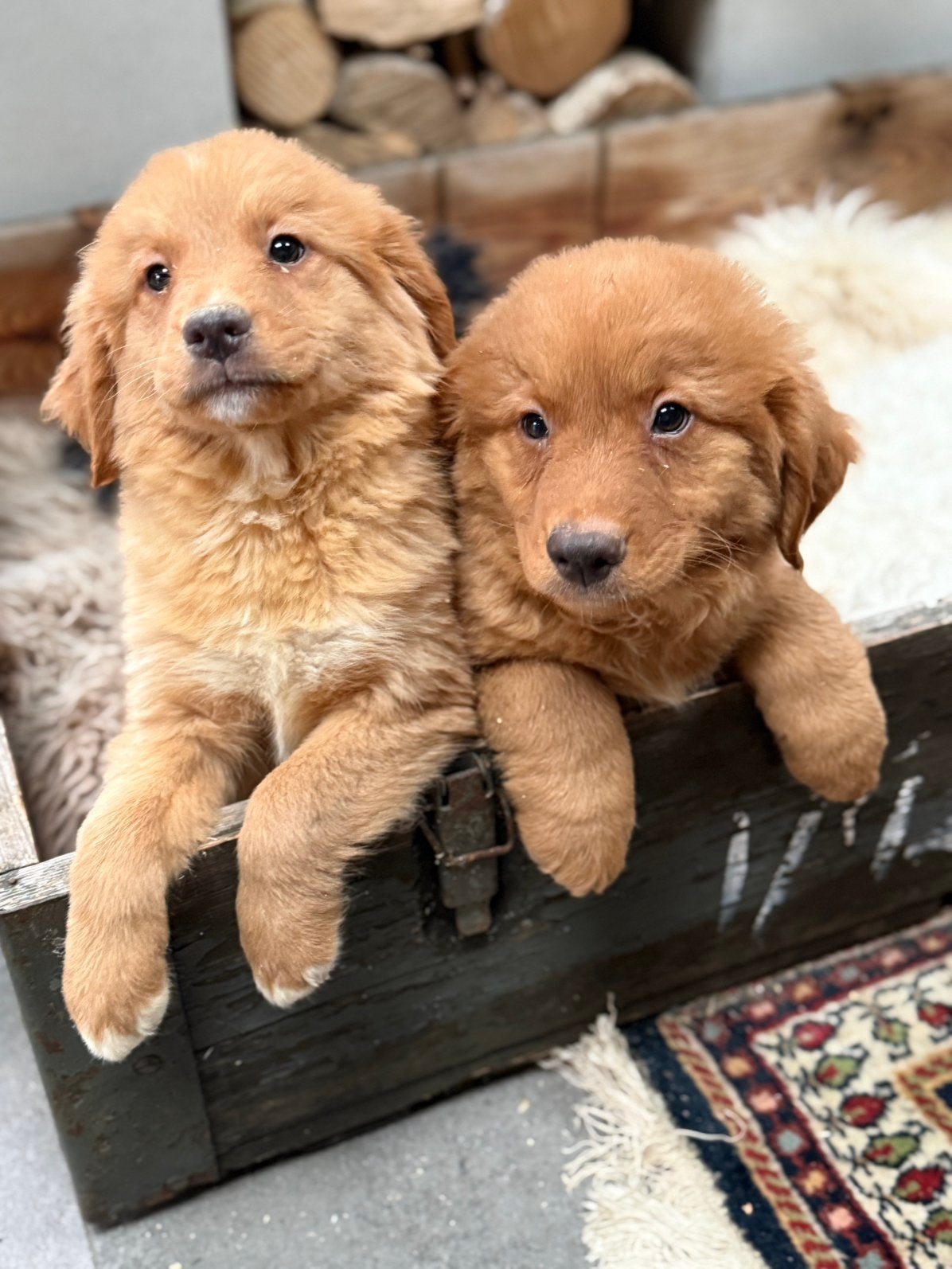Nova  scotia duck tolling retriever, CDV (hondenziekte), Nederland, Overige rassen, 8 tot 15 weken