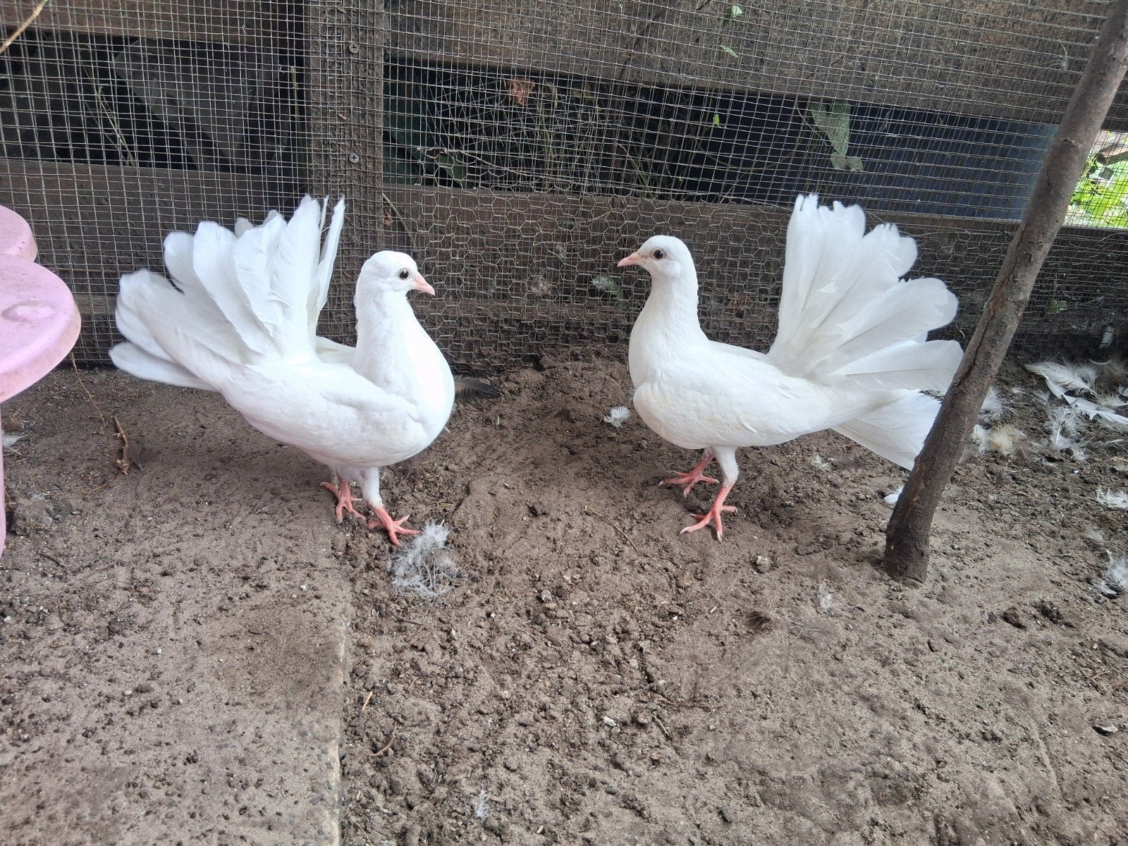 2 mooie jonge pauwstaartjes, Meerdere dieren, Overige soorten