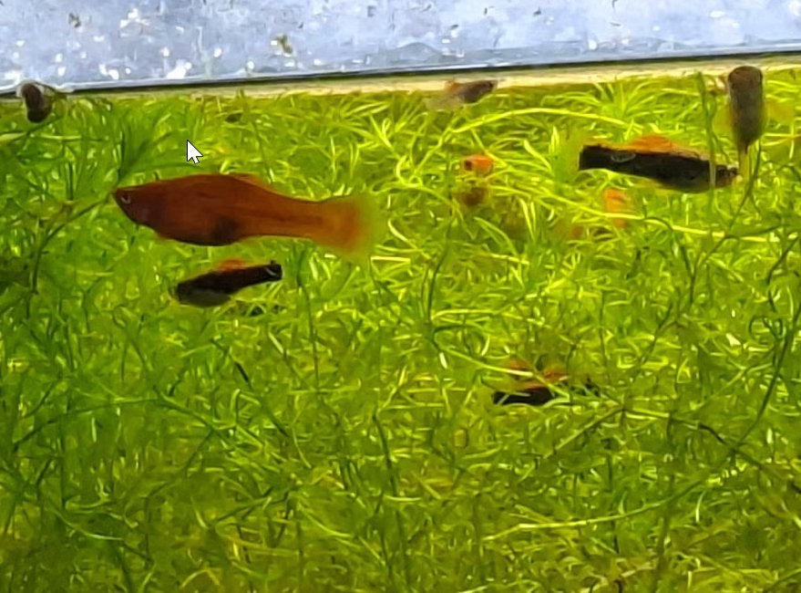 jonge visjes zwaarddragers - Xiphophorus helleri, Vis, Zoetwatervis, Schoolvis