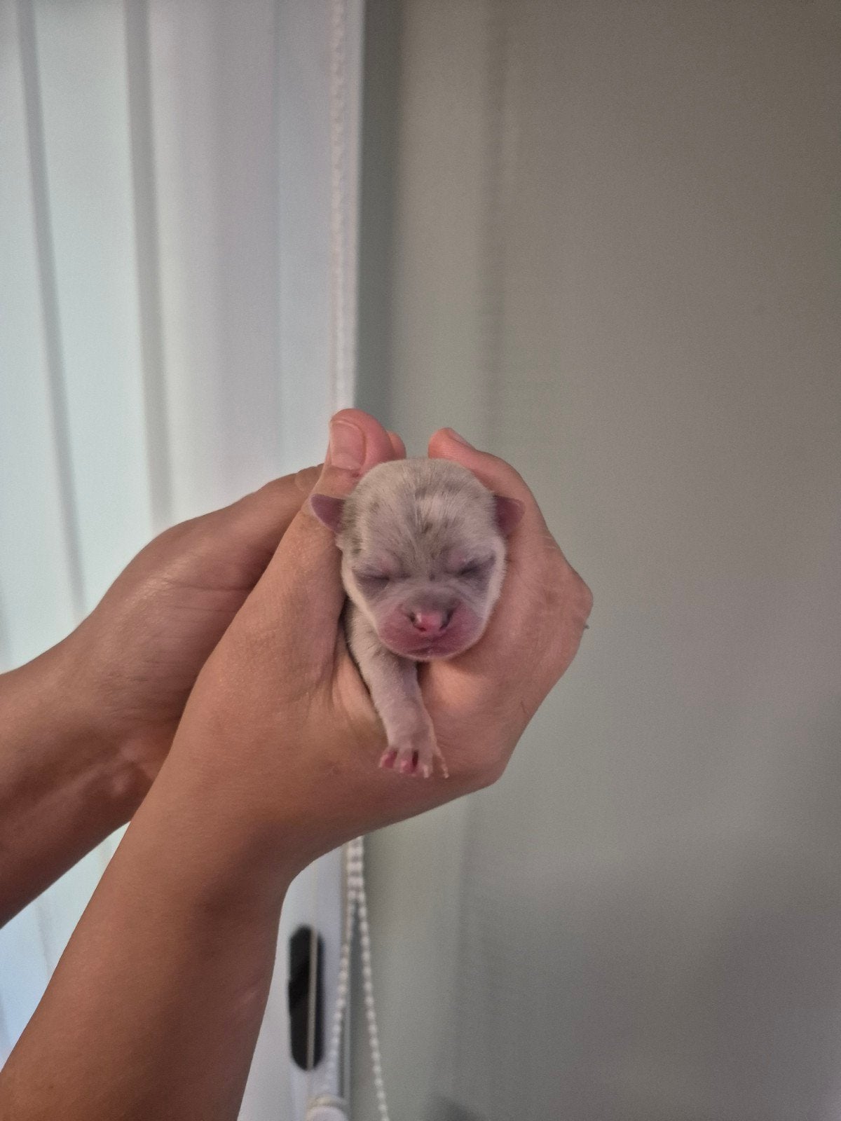 Mooie Chihuahua pups, Dieren en Toebehoren, Honden | Chihuahua's en Gezelschapshonden, België, Particulier, 8 tot 15 weken, Parvo
