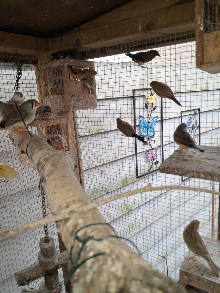 Tropische vogels 4 kanaries ,3 zilverbekjes.4japanse meeuwen, Meerdere dieren, Kleurkanarie