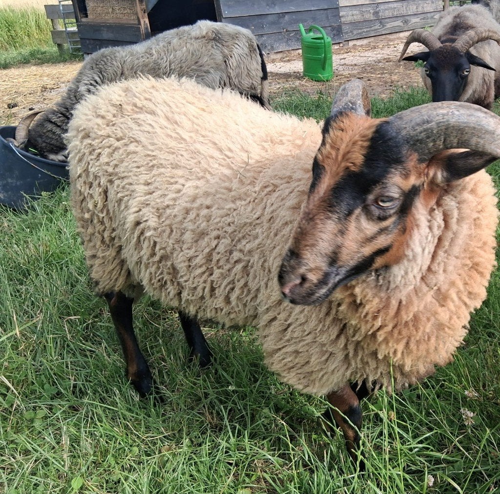 Drents Heideschaap ramlammeren, Dieren en Toebehoren, Schapen, Geiten en Varkens, Mannelijk, Schaap, 0 tot 2 jaar