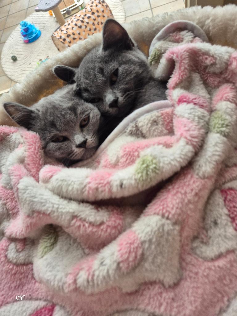 Britse korthaar katertjes, Dieren en Toebehoren, Katten en Kittens | Raskatten | Korthaar, Kater, 0 tot 2 jaar
