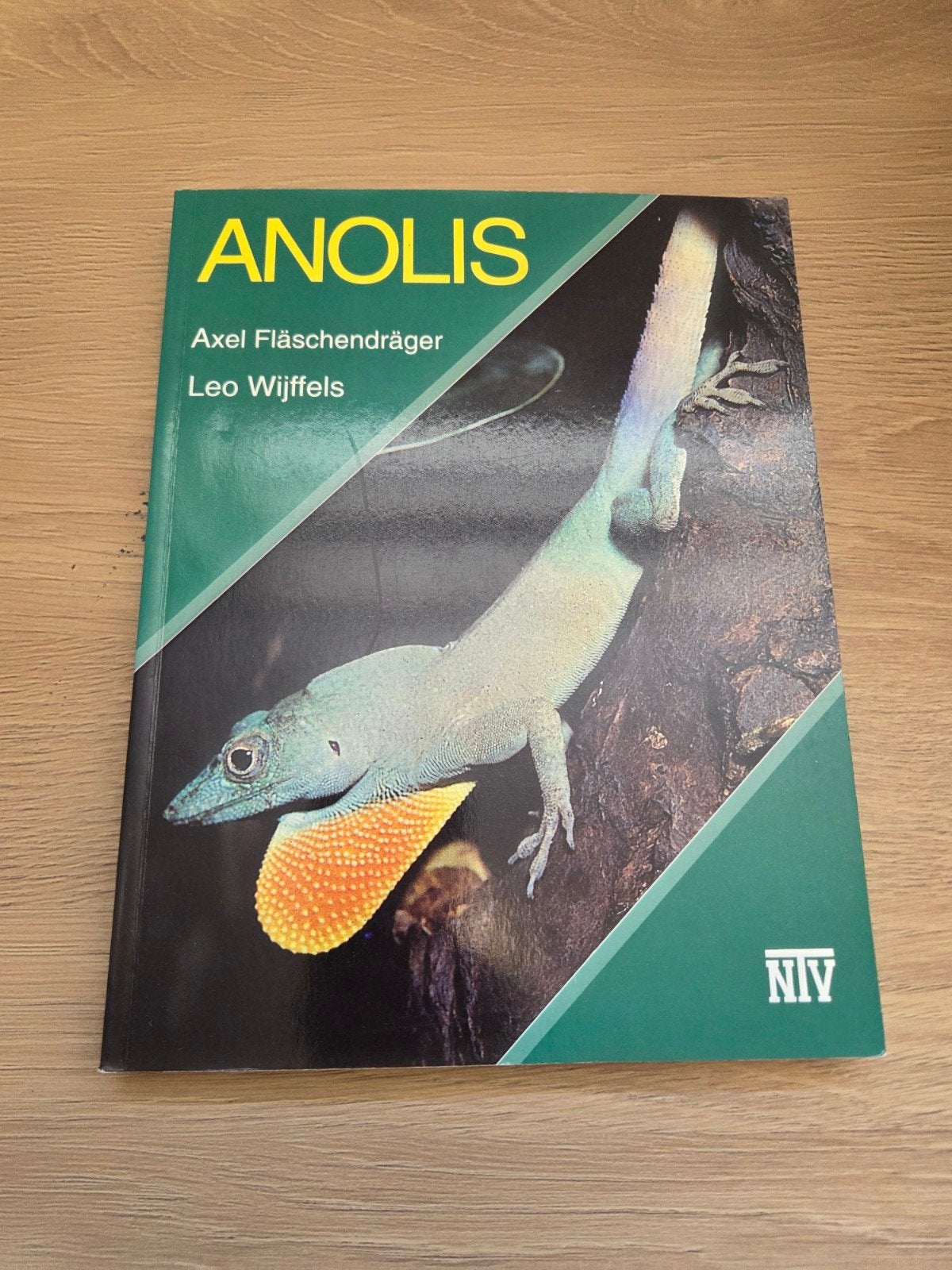 Anolis: Kleine Leguanen in het Terrarium, Dieren en Toebehoren, Amfibie, 0 tot 2 jaar