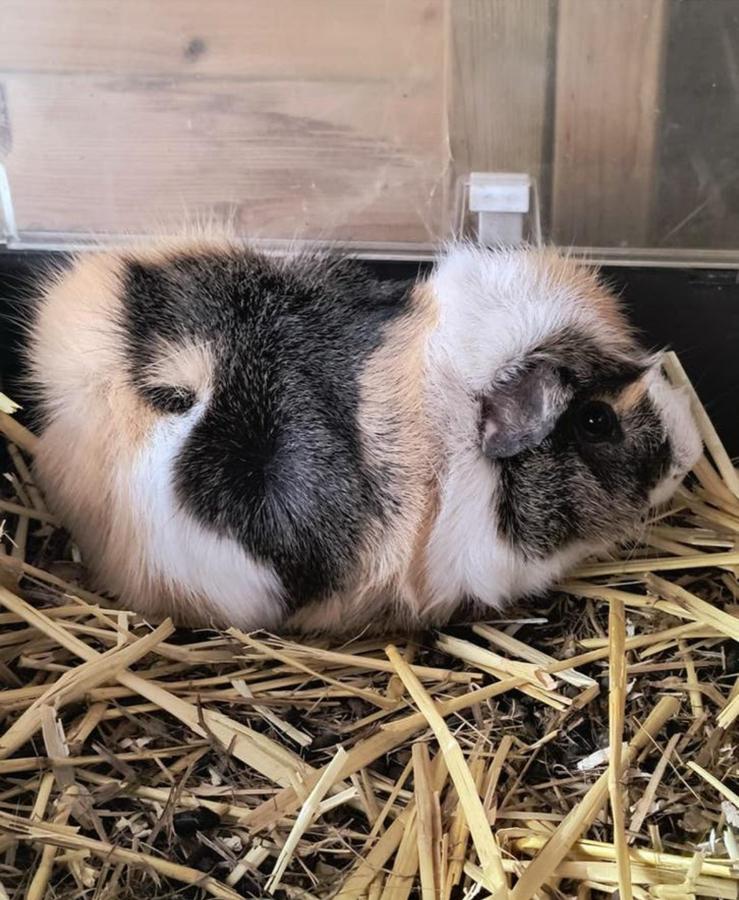 Te koop prachtige borstel cavia, Cavia, Februari, Mannelijk, Tam