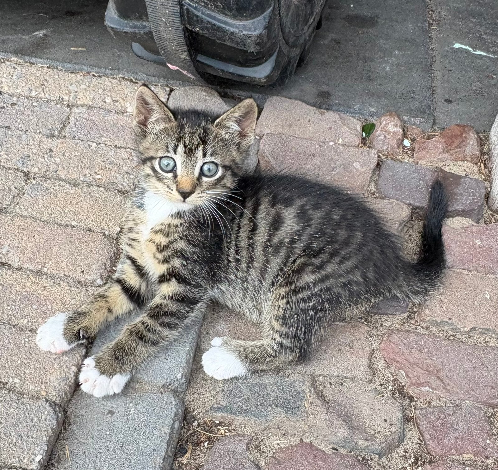 Lieve kittens te koop! Zijn alle 3 nog beschikbaar!, Meerdere dieren