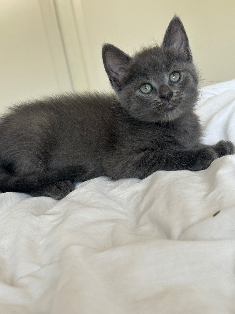 Prachtige Britse korthaar x Ragdoll kittens, Meerdere dieren, Ontwormd, 0 tot 2 jaar