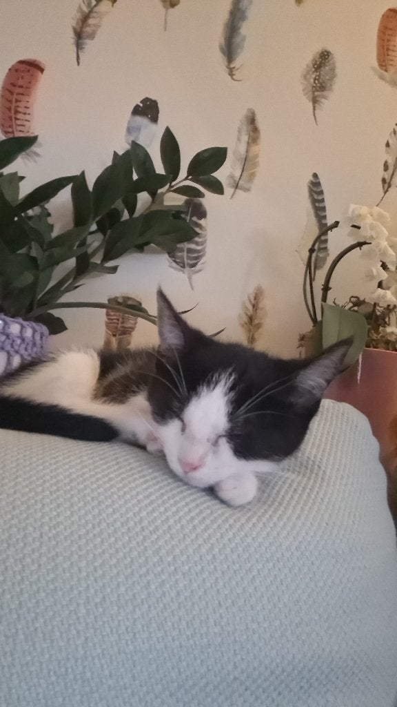 Zwart witte poes, Poes, Kortharig, 0 tot 2 jaar