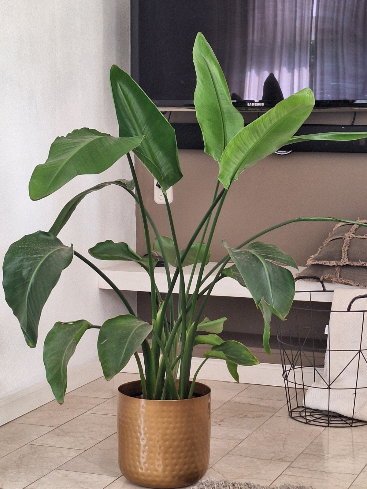 Strelitzia Nicolai groot. 150cm, Ophalen, Groenteplant, Halfschaduw, 150 tot 200 cm