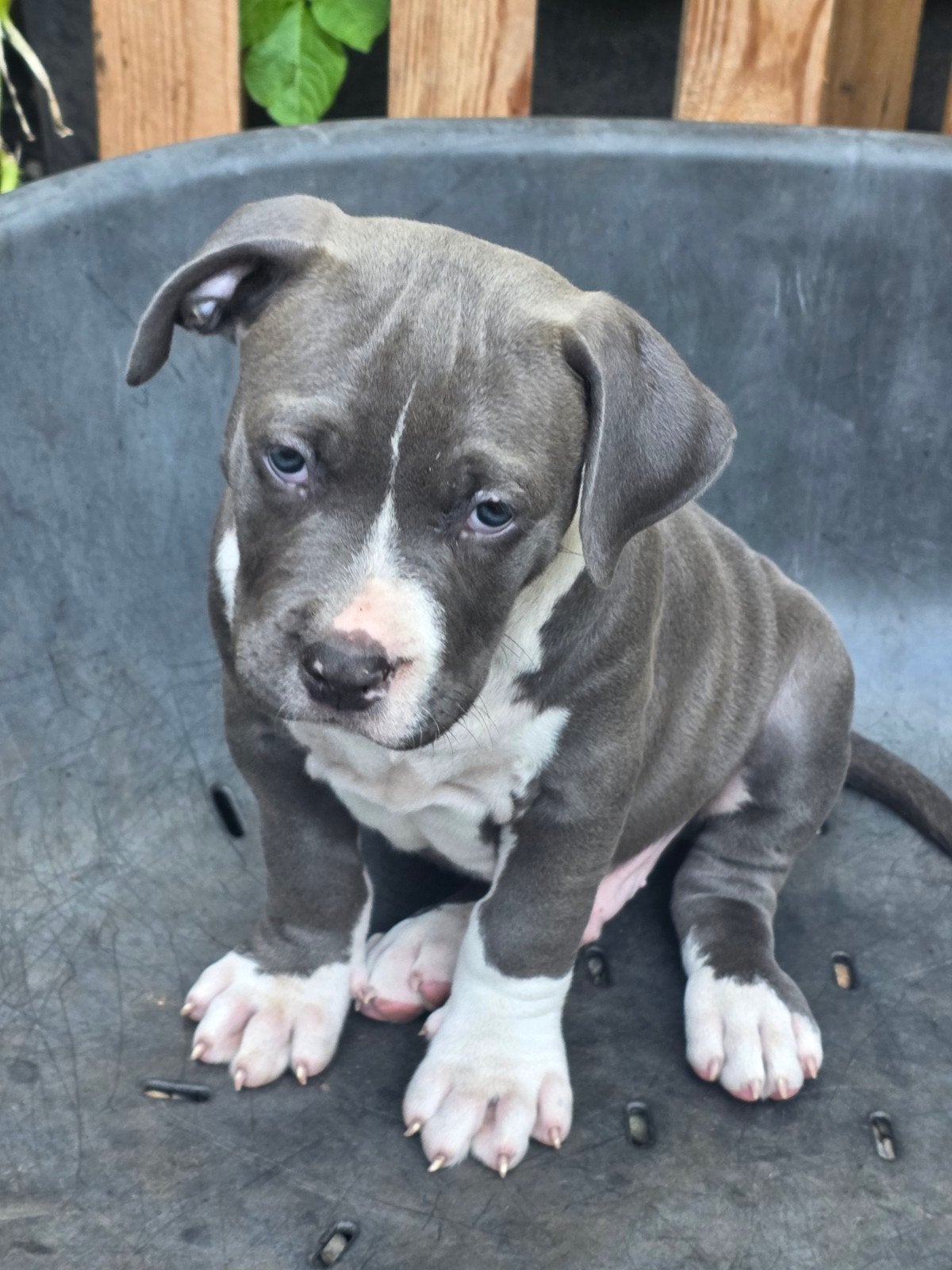 Bully xl pups, Dieren en Toebehoren, 8 tot 15 weken, Meerdere, Meerdere dieren, Nederland