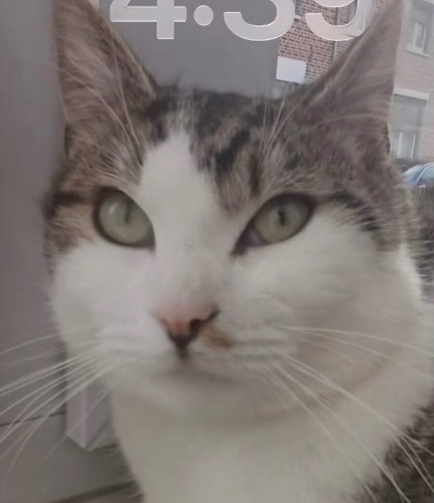 Vermist, Dieren en Toebehoren, Kat