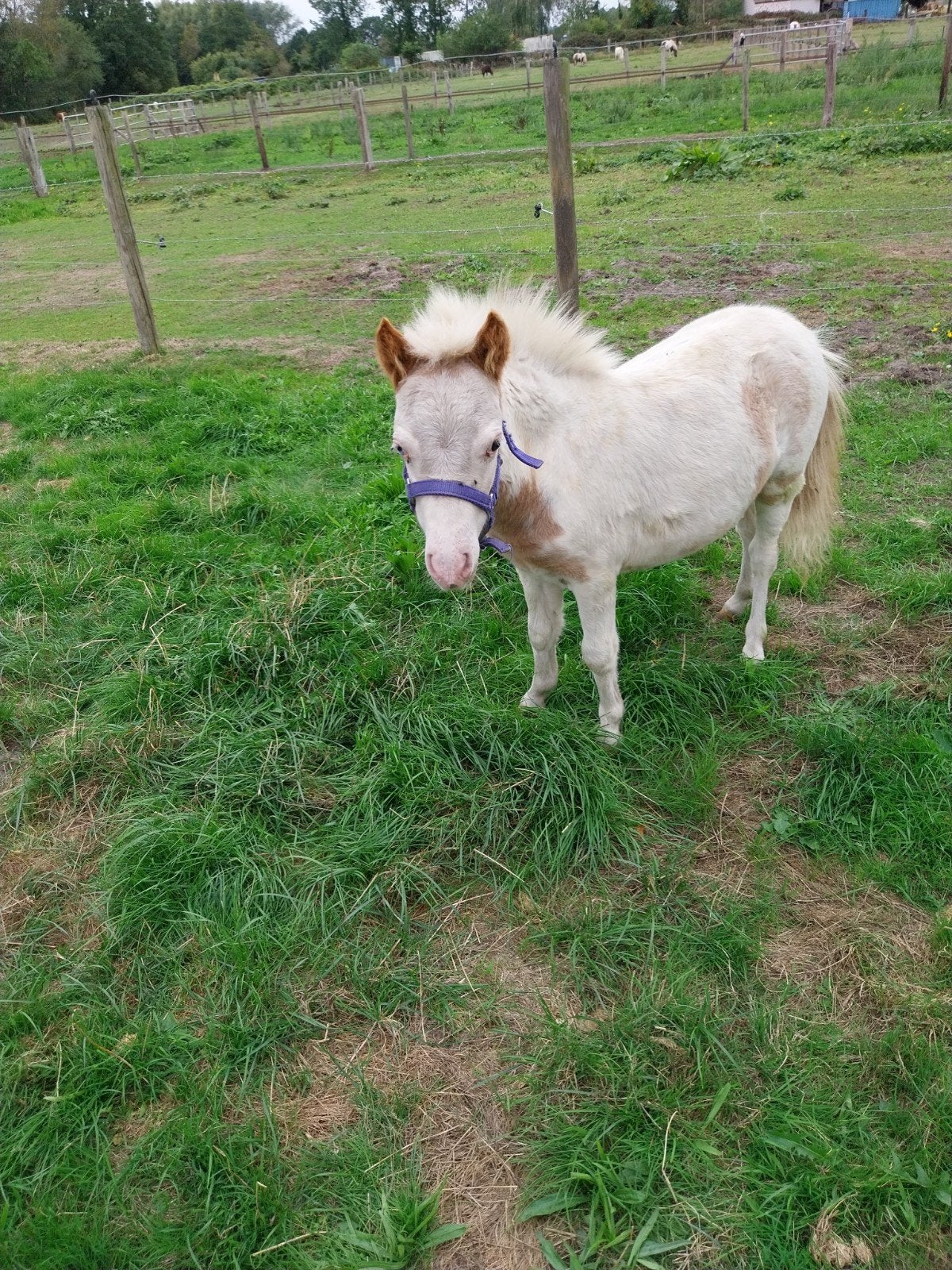 Nmprs hengstje van 18/4/26, Dieren en Toebehoren, Hengst