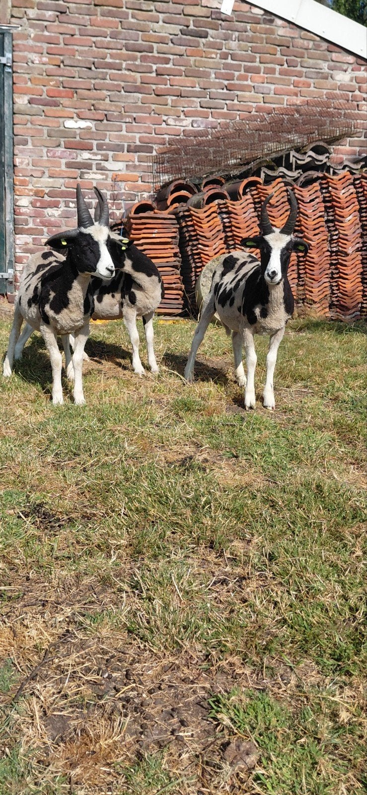 Jacobschaap ramlammeren voor fokkerij, Dieren en Toebehoren, Schapen, Geiten en Varkens, 0 tot 2 jaar