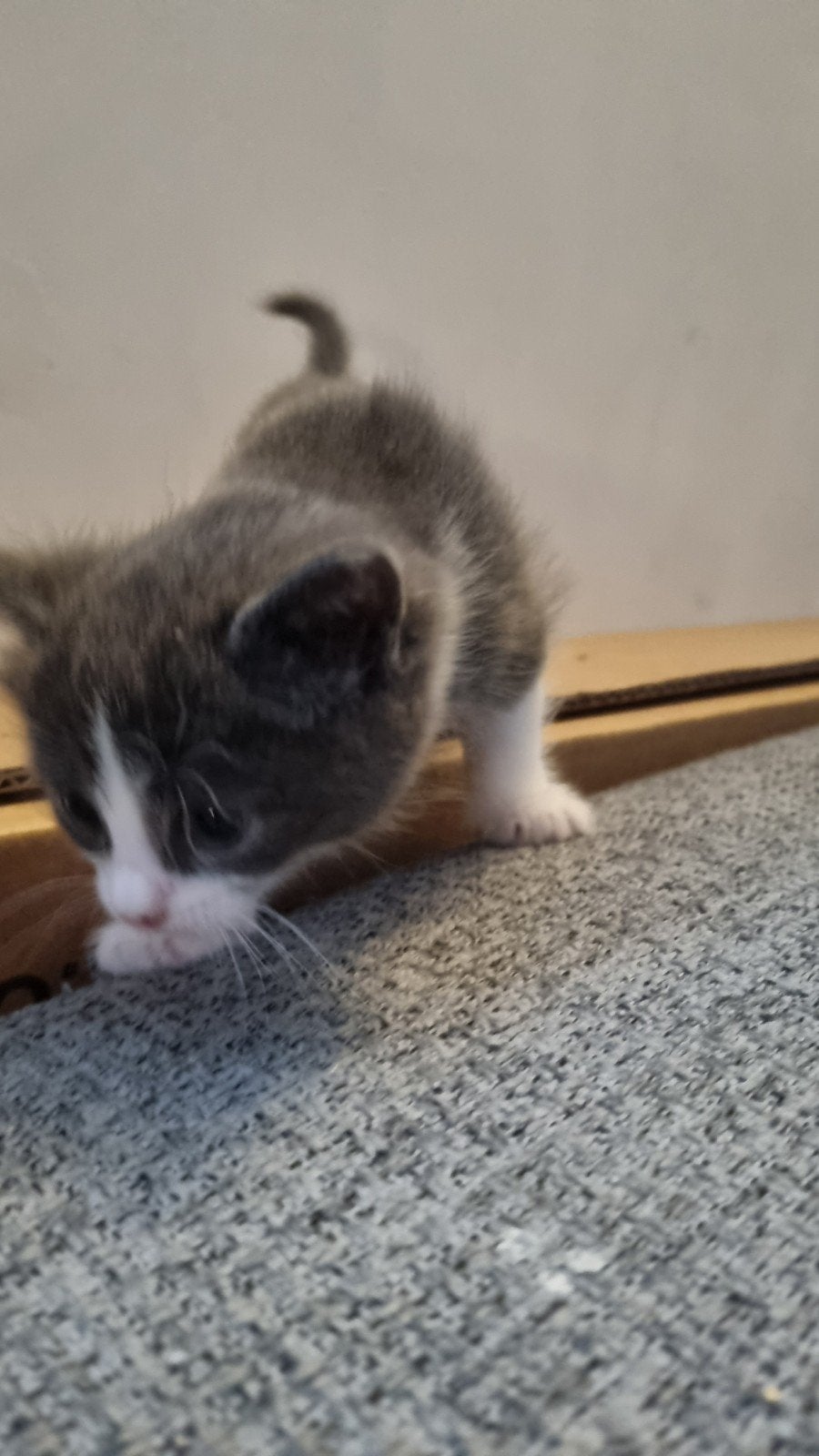 1 mannelijke en 1 meisjes kittens, 6 weken oud., Kater