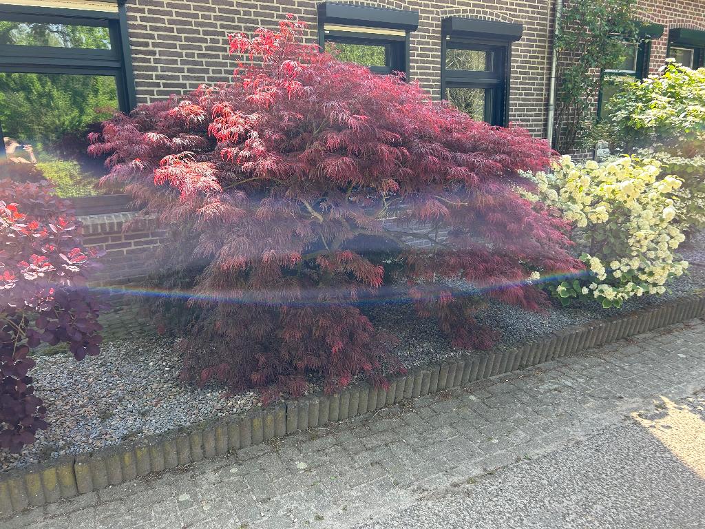Japanse esdoorn groot rood, Ophalen, Bloeit niet, Halfschaduw, Overige soorten