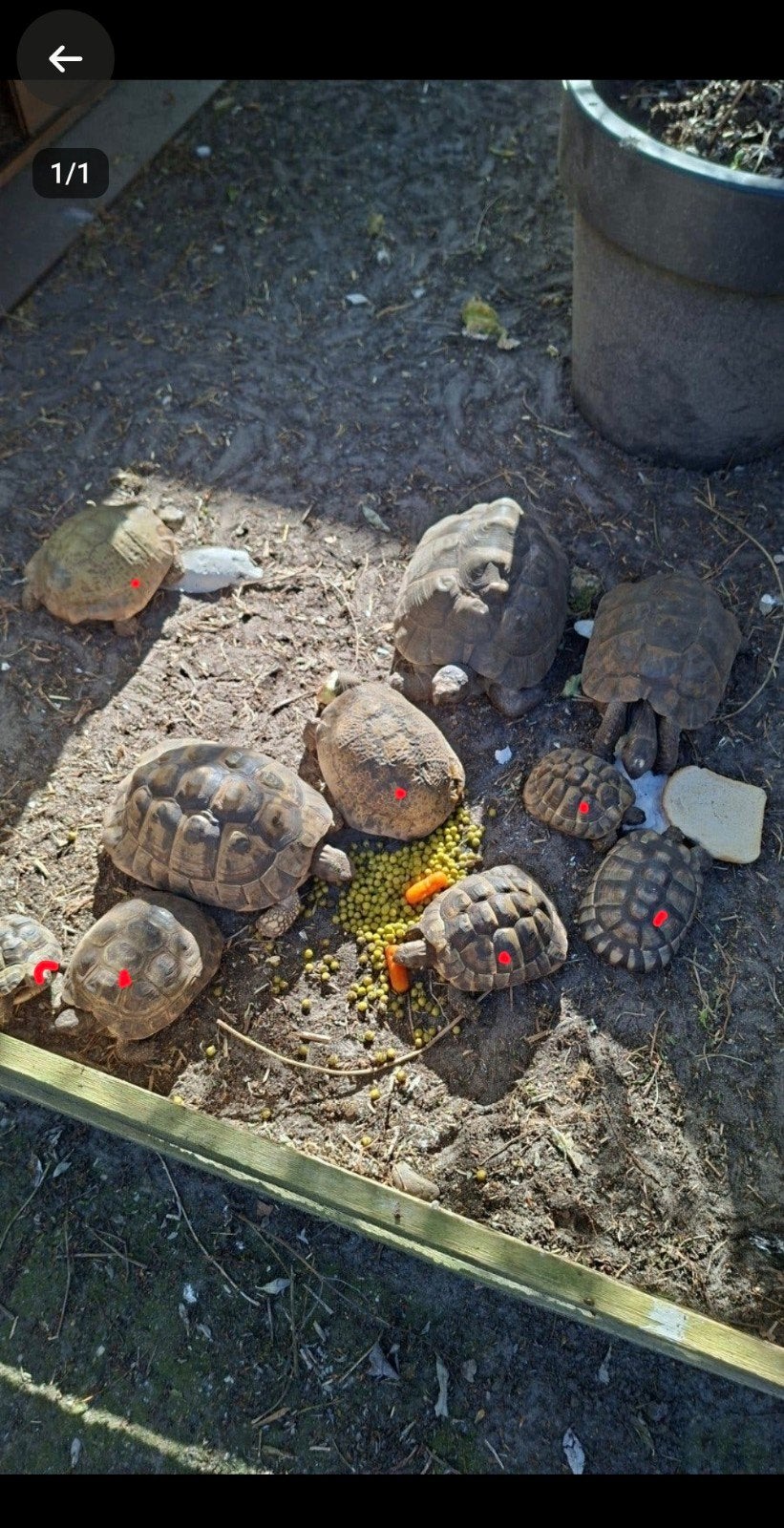 griekse landschildpadden te koop 3 mannen 3 vrouwen, Schildpad, Tam, 11 jaar of ouder