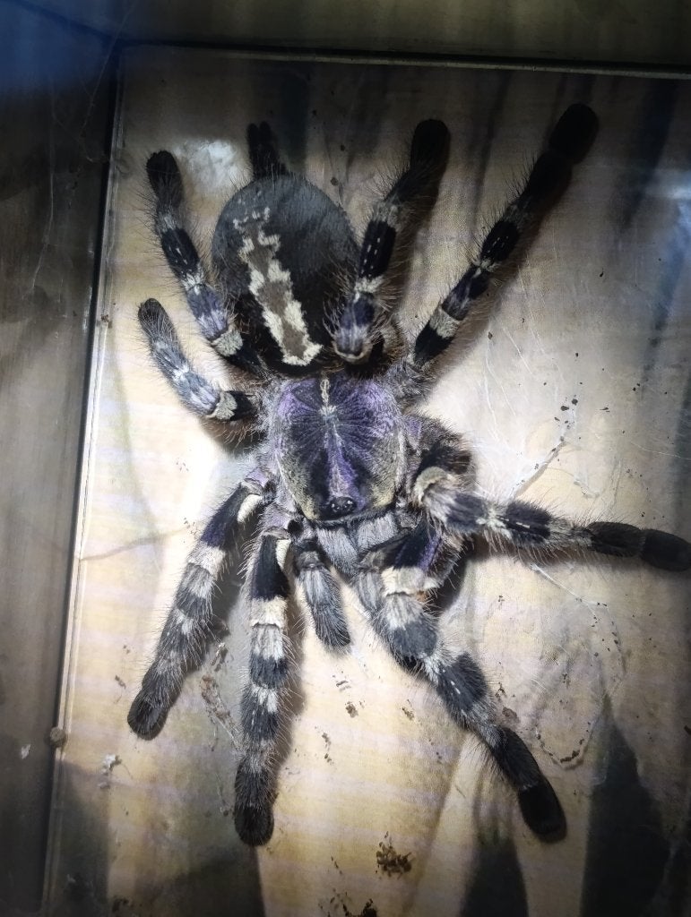 Vogelspinnen: versicolor , brachypelma , metal , avicularia, Spin of Schorpioen