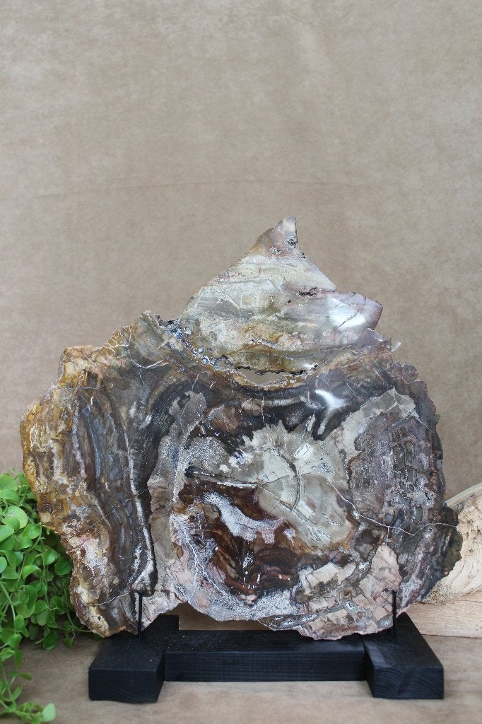 Versteend hout plak, Ophalen of Verzenden, Mineraal