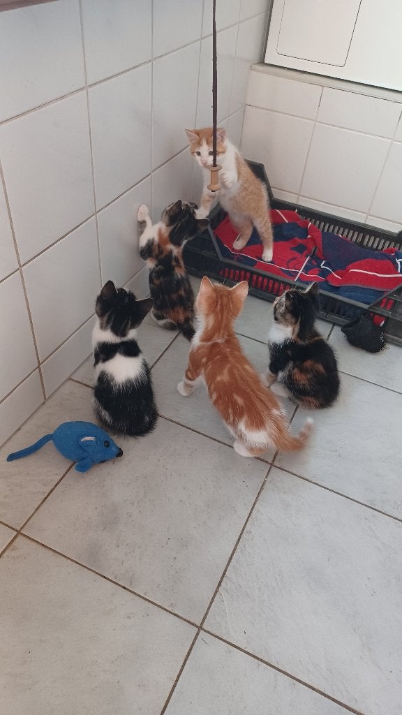 kittens, Dieren en Toebehoren, Meerdere dieren, Ontwormd, 0 tot 2 jaar