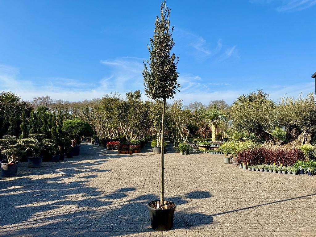 Groenblijvende  steeneik 12/14 cm stamomtr. - Quercus ilex , 250 tot 400 cm, Zomer, Volle zon, In pot