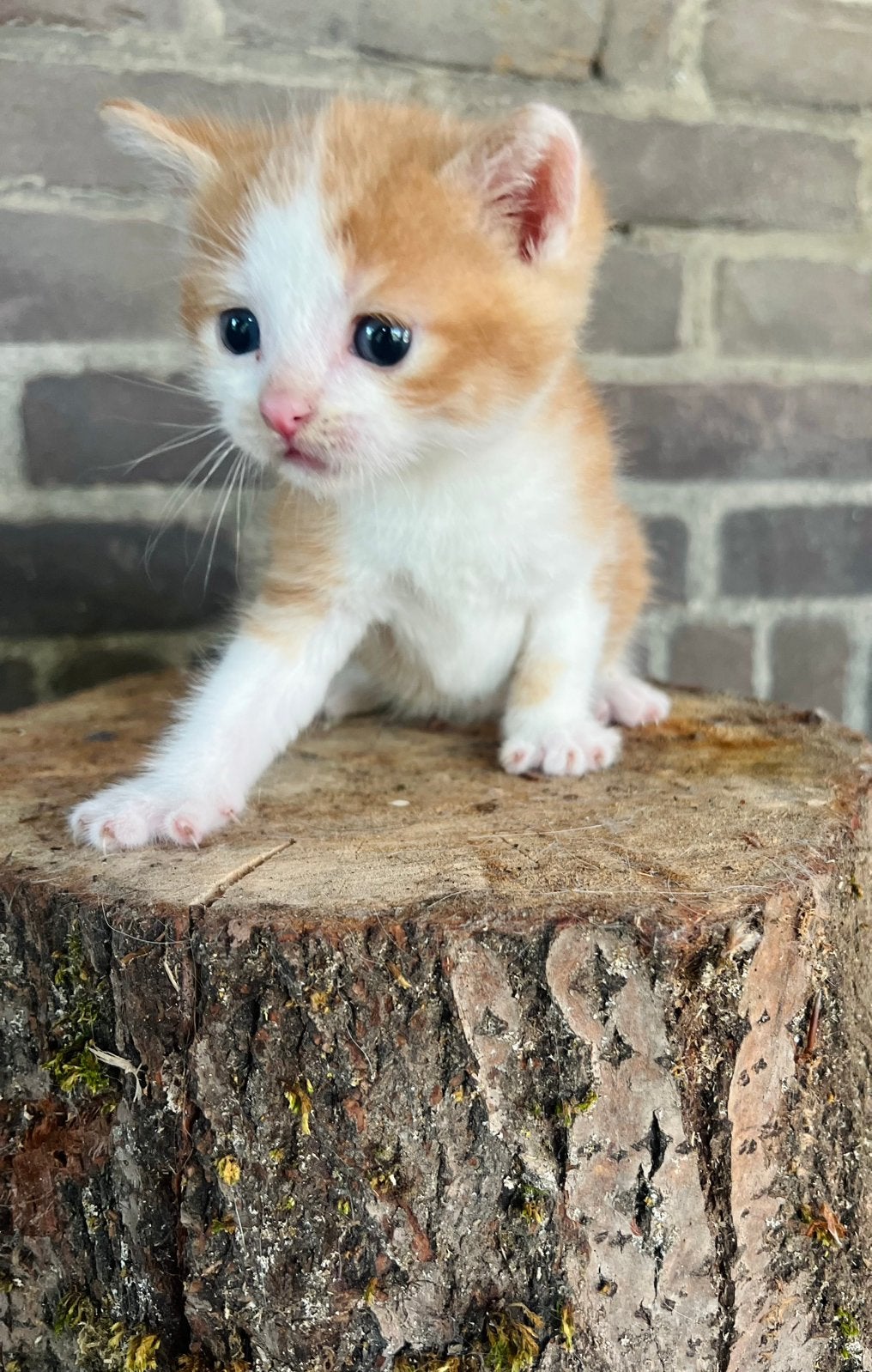 Super sociale rood wit katertje , 8 weken mag nú verhuizen, Poes, Kortharig, 0 tot 2 jaar