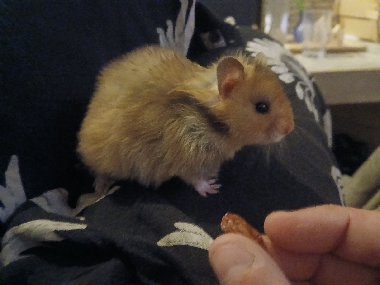 Goudhamster Nestje Hamster Syrisch, Dieren en Toebehoren, Knaagdieren, Juni, Meerdere dieren, Hamster
