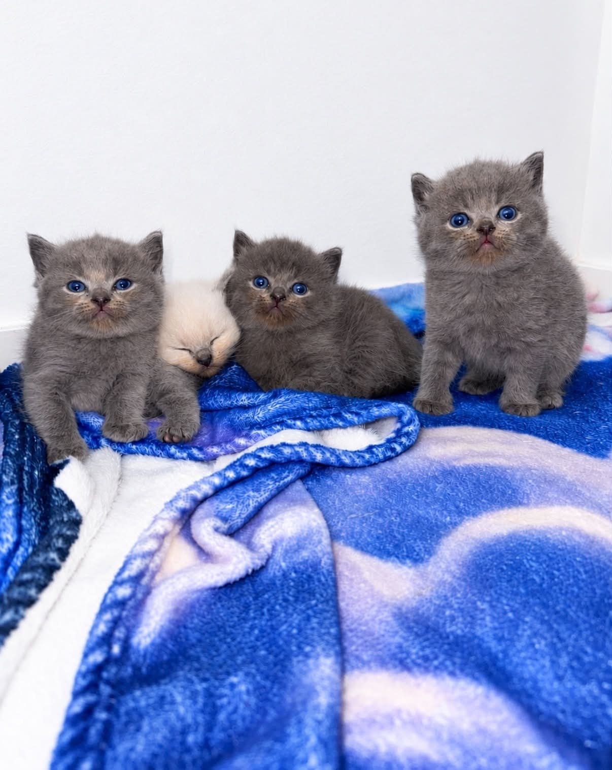 Britse korthaar kittens, Meerdere dieren
