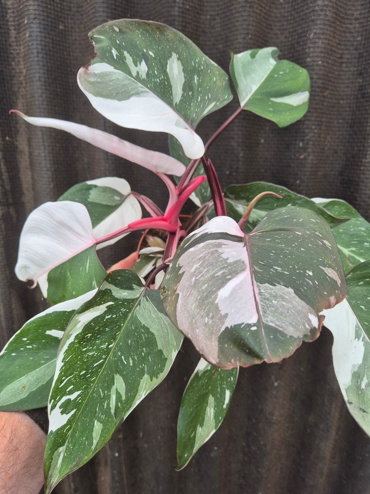 Philodendron Pink Princess Marble p12 (1), Huis en Inrichting, Kamerplanten, Ophalen of Verzenden, Halfschaduw, Minder dan 100 cm