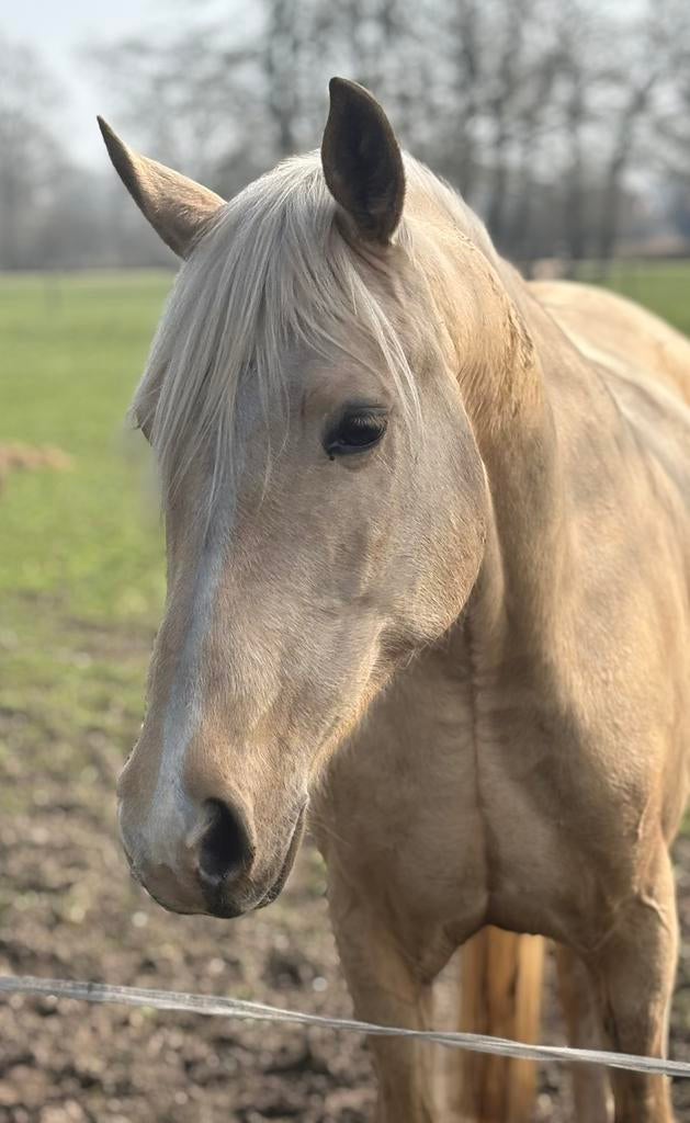 Mooie goed bewegende palomino merrie, Dieren en Toebehoren, Merrie, Met stamboom, Niet van toepassing, Dressuurpaard